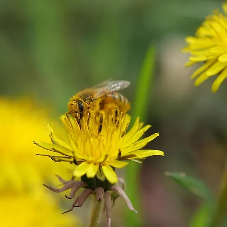 Au Camp De Base Vue Panoramique דירה *