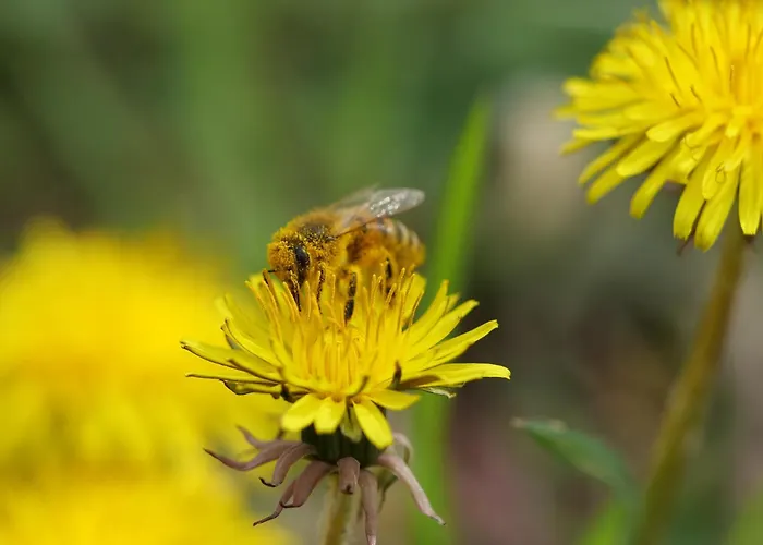 Au Camp De Base Vue Panoramique Appartamento *