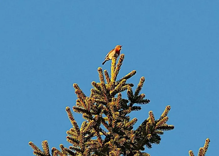 Au Camp De Base Vue Panoramique Appartamento La Bresse